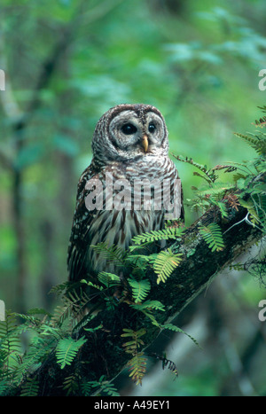 Barred Owl Stock Photo