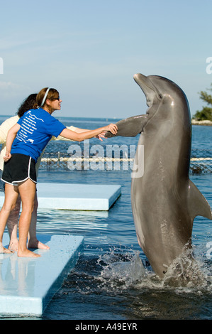 USA Florida Keys Dolphins entertaining at Dolphin Research Center Grassy Key Florida Stock Photo
