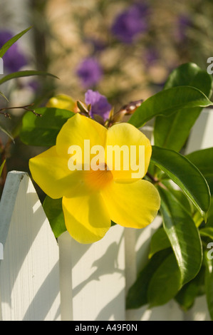 USA Florida Keys Yellow Allamanda flower on white picket fence with purple flowers in background Stock Photo