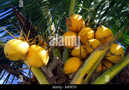 Bright yellow coconuts on a tree El Nido Beach Bacuit archipelago Palawan Philippines South East Asia Stock Photo