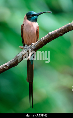 Carmin Bee-eater Stock Photo