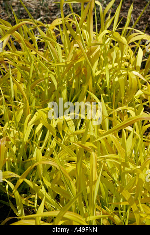 Milium effusum Aureum or Bowles Golden Grass Stock Photo