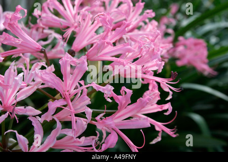 Nerine bowdenii flowers Stock Photo