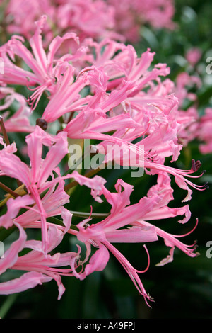 Nerine bowdenii flowers Stock Photo