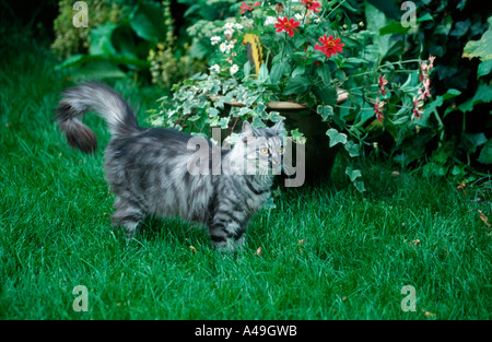 Norwegian Forest Cat Stock Photo