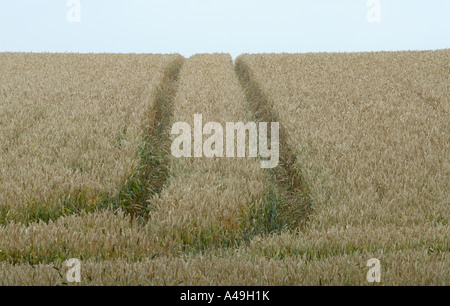 Tractor tracks through a field of wheat nearly ready for harvest Bedgebury Forest Kent England UK 22 July 2006 Stock Photo