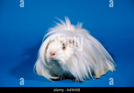 Peruvian Guinea Pig Stock Photo