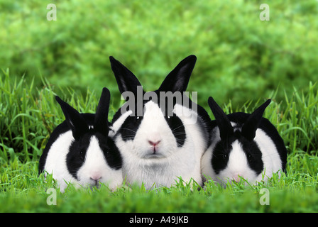 Dutch Rabbit Stock Photo