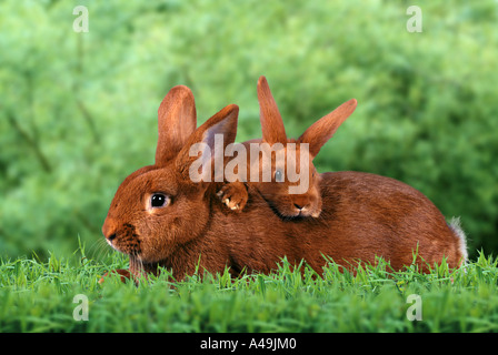 Red New Zealand Rabbit Stock Photo