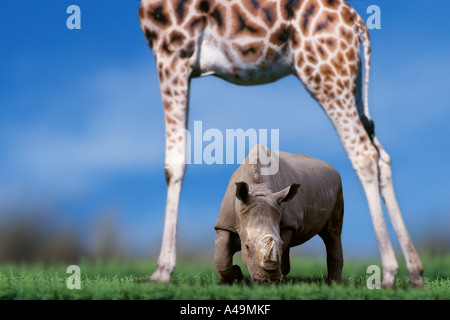 Wide-mouthed Rhinoceros Stock Photo