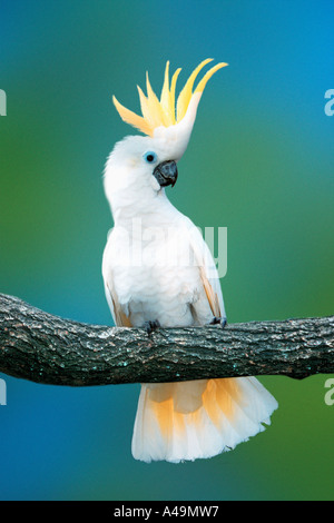 triton cockatoo for sale