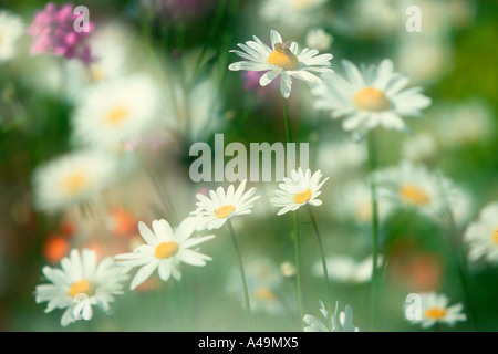 Meadow with flowers / Blumenwiese Stock Photo