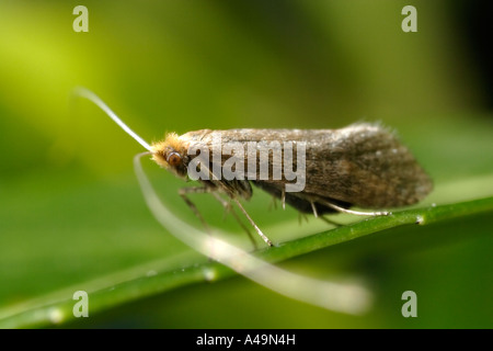 Fairy Long Horn Moth (nemophora adelidae) Stock Photo