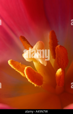 Inside a Tulip. The stamen and stigma can be easily seen. Stock Photo