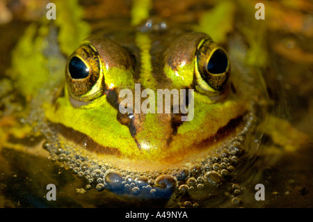 Edible Frog / Wasserfrosch / Teichfrosch Stock Photo