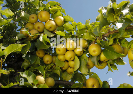 Asian Pear / Chinese Pear / Shinko Stock Photo