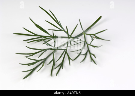 Dill Stock Photo