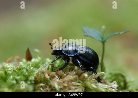 Earth-Boring Dung Beetle / Dor Beetle Stock Photo