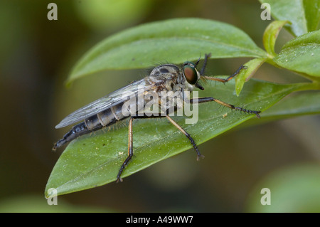 common awl robberfly Stock Photo - Alamy