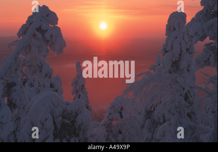 sunset in snowy coniferous forest, Finland, Oulu, Isosyoete NP, Pudasjaervi Stock Photo