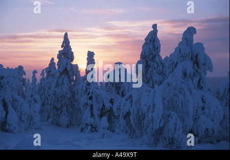 sunset in snowy coniferous forest, Finland, Oulu, Isosyoete NP, Pudasjaervi Stock Photo