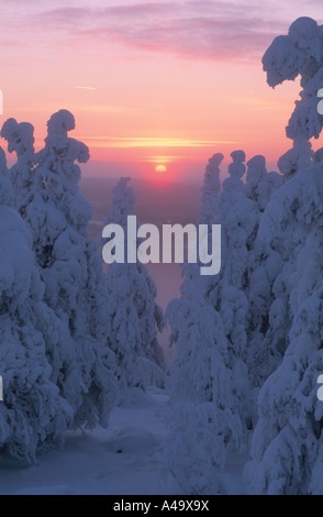 sunset in snowy coniferous forest, Finland, Oulu, Isosyoete NP, Pudasjaervi Stock Photo