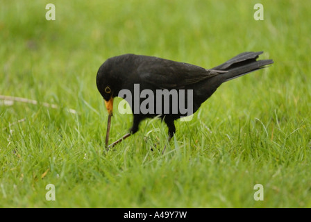 blackbird (Turdus merula), pulling an earth worm out of lawn Stock Photo