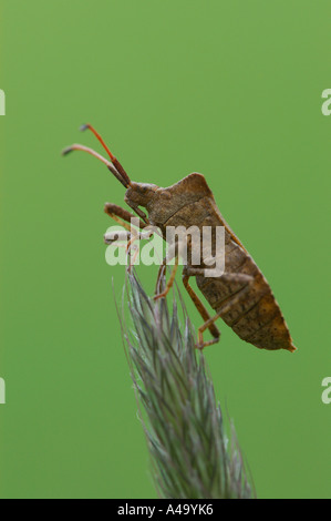 squash bug (Coreus marginatus, Mesocerus marginatus), juvenile sitting ...