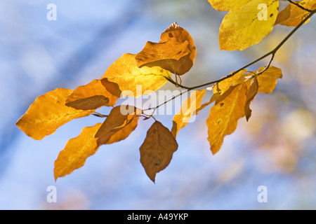 common beech (Fagus sylvatica), leaves in autumn, Germany, Eifel Stock Photo