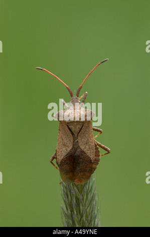 Coreid Bug / Squash Bug Stock Photo
