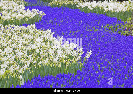 grape hyacinth (Muscari botryoides), flower carpet in springtime with daffodils, Netherlands, Northern Netherlands, Garten Stock Photo