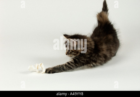 Norwegian Forest Cat Stock Photo