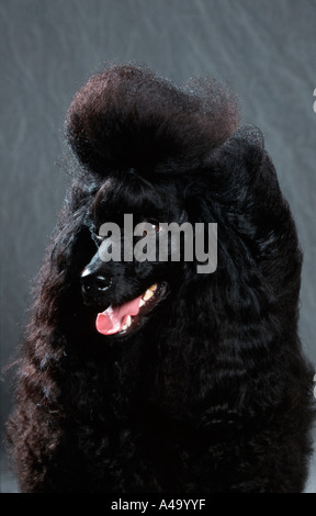 Poodle Stock Photo