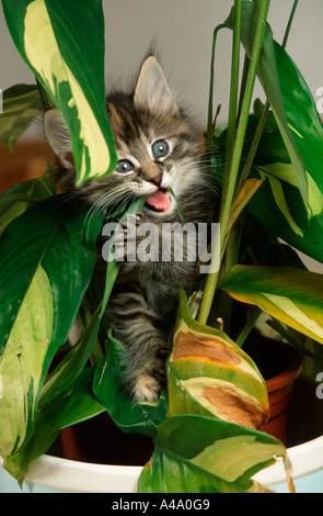 Norwegian Forest Cat Stock Photo