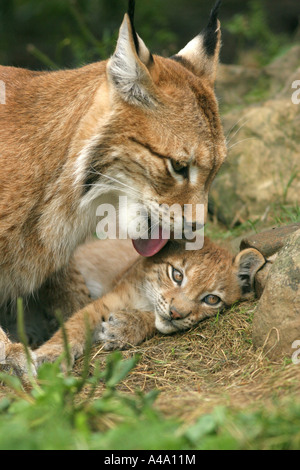 Eurasian lynx (Lynx lynx), mother looking after her baby, care of fur Stock Photo