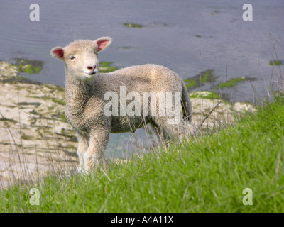 domestic sheep (Ovis ammon f. aries), lamb, New Zealand Stock Photo
