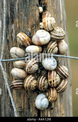 sandhill snail, white gardensnail, Mediterranean sand snail, Mediterranean white snail (Theba pisana), on dune pile, France Stock Photo