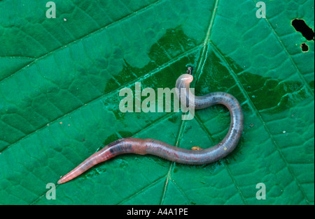 Common Earthworm / Lob Worm / Dew Worm Stock Photo