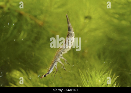 pond beetle, common pond beetle (Acilius sulcatus), larva between Ceratophyllum, Germany, Bavaria Stock Photo