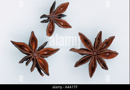 Star Anise / Badian Anise Stock Photo