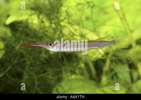 Long Finned Halfbeak,  Slim Halfbeak (Hemirhamphodon phaiosoma), female, 100 mm Stock Photo
