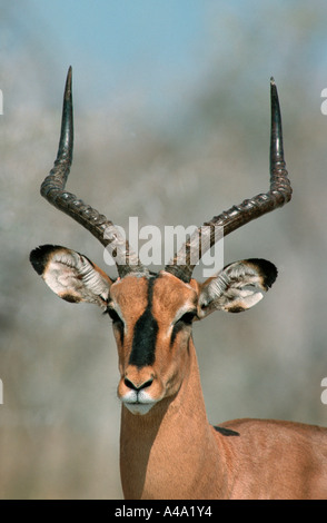 Black-faced Impala Stock Photo