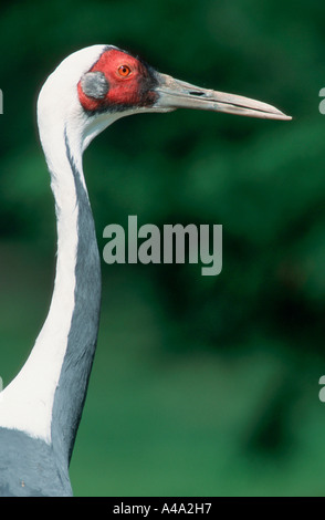 White-Naped Crane Stock Photo