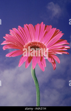Barebeton Daisy, Gerbera, Transvaal Daisy (Gerbera jamesonii), inflorescence, against cloudy sky Stock Photo
