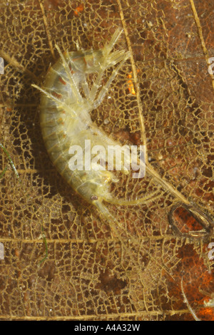 lacustrine amphipod, lacustrine shrimp (Gammarus roeseli), on old foliage, Germany, Bavaria, Inn Stock Photo