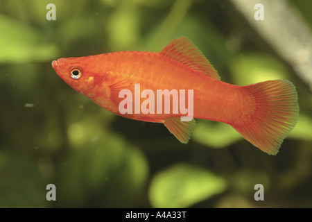 green swordtail (Xiphophorus helleri), female, red Stock Photo