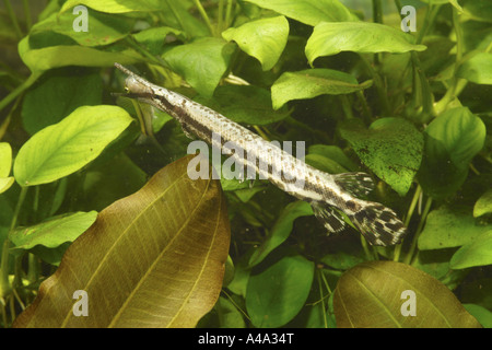 spotted gar (Lepisosteus oculatus), young, 200 mm, catching fisch Stock Photo