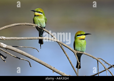 austalian bee eater (Merops ornatus), sitting on branch, Australia, Kakadu NP Stock Photo