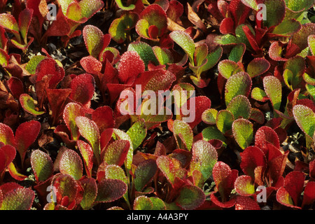 net-leaved willow, netted willow, net-veined willow (Salix reticulata), leaves in autumnal colours Stock Photo