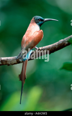 Carmin Bee-eater Stock Photo